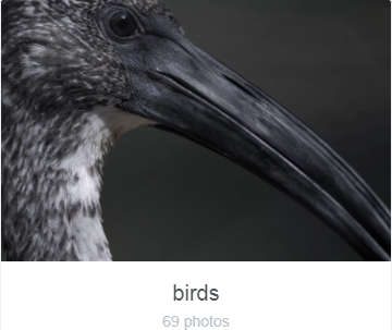 Birds